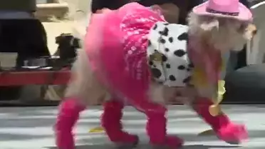 Venezuela'da Kediler ve Köpekler 'Kral' ve 'Kraliçe' Olmak İçin Yarıştı