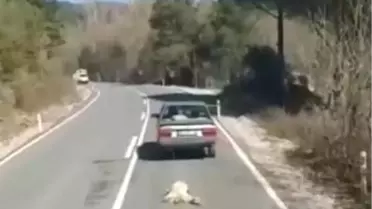 İzmir'de Yürek Sızlatan Olay: Köpeği Otomobile Bağlayıp Sürükledi