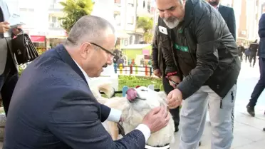 Ak Partili Yılmaz: 'Sokak Hayvanlarını Doğal Yaşam Parkına Kavuşturacağız'