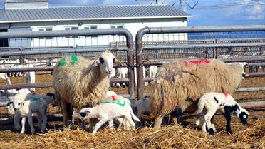 Amasya'da Bir Koyun Altız Doğurdu