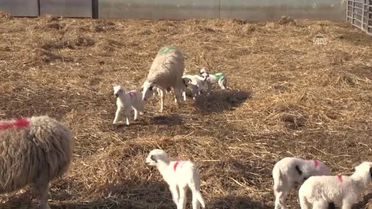 Amasya'da Bir Koyun Altız Doğurdu