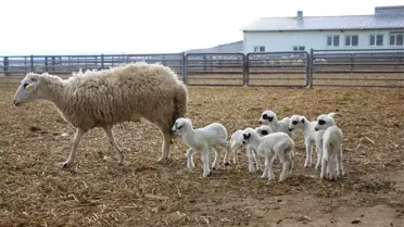 Koyun Altız Yavruladı