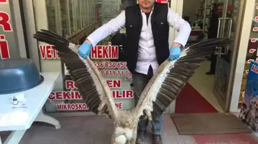 Yaralı Akbaba Tedavi Altına Alındı