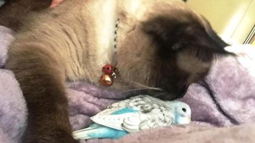 Kedi ile Muhabbet Kuşunun Dostluğu Görenleri Şaşırtıyor