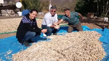 Fiyatı 5 Kat Arttı! Akkuş'ta Coğrafi İşaretle Tescillenen Fasulye, Yok Satıyor