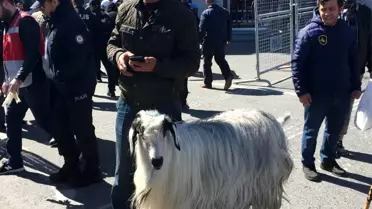 Dev Mitinge Keçisiyle Geldi