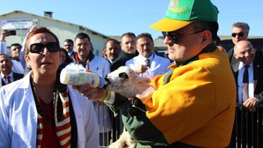 Bakan Pakdemirli Altız Kuzuları Biberonla Besledi