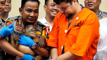 Bavulunda Yavru Orangutan Kaçırmaya Çalışırken Yakalandı