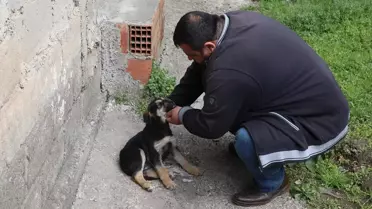 Köpeği Suni Solunumla Hayata Döndürmenin Mutluluğunu Yaşıyor
