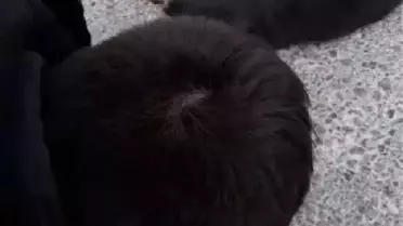Otomobilin Altında Kalan Köpeğinin Başında Ağladı