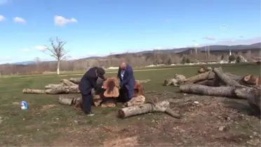 Ağacın Gövdesindeki 'Kadın Silüeti' İlgi Çekiyor
