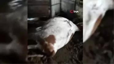 Yıldırımın Düştüğü Ahırdaki Hayvanlar Telef Oldu