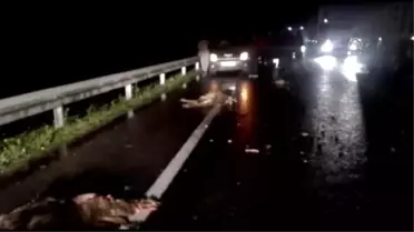 Şanlıurfa'da Aracın Çarptığı Çoban Öldü