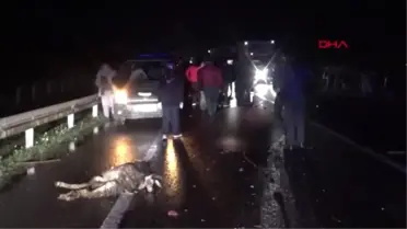 Şanlıurfa Otomobilin Çarptığı Çoban ve 20 Koyun Öldü