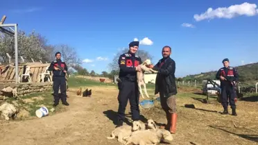 Çalınan Kangal Köpeği ve Kuzular Bulundu