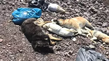Ankara'da Bir Başka Köpek Katliamı Daha
