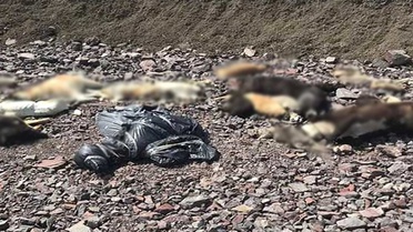 Ankara'da Boş Arazide Onlarca Köpeğin Cesedi Bulundu