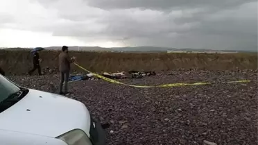 Ankara'da Yine Köpek Katliamı