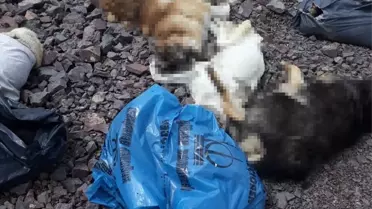Çubuk'ta Onlarca Sokak Köpeği Ölüsü Bulundu
