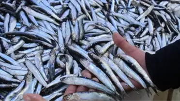 Hamsi İçin Korkutan Uyarı: Önlem Alınmazsa Geleceği Tehlike Altında