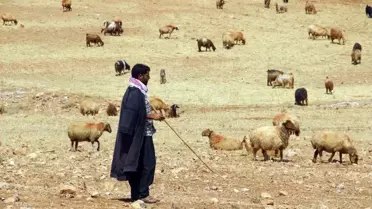 Bayburt'ta Küçükbaş ve Büyükbaş Hayvan Yetiştiricileri Meralara Çıkmaya Hazırlanıyor