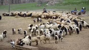 Hakkari'deki Besiciler Zor Durumda