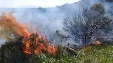 Ayvalık'ta Zeytin ve Meyve Ağaçları Yandı