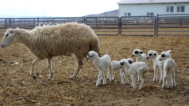 Altız Kuzular Bereket Getirdi, Tam 3 Bin 650 Kuzu Doğdu