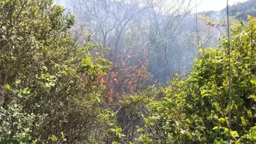 Balıkesir'de Orman Yangını