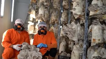 Cezaevinde İstiridye Mantarı Hasadı