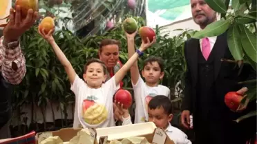 Yerli Mango Üreticiye Tanıtıldı