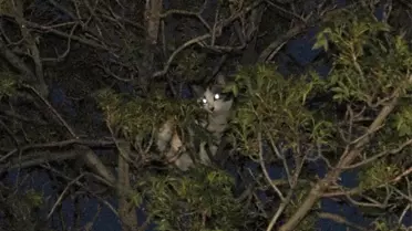 Başkent'te Kedi Kurtarma Operasyonu