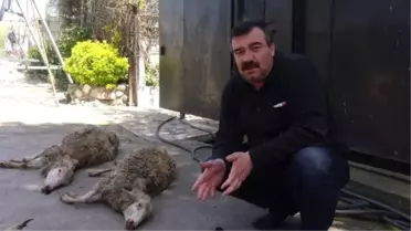 Çiftliğe Giren Köpekler 4 Koyunu Telef Etti