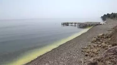 Ayvacık Sahilinde Denizin Rengi Değişti