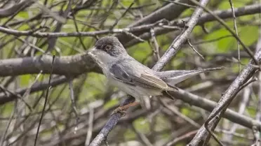 Maskeli Ötleğenlerin Yuva İnşası