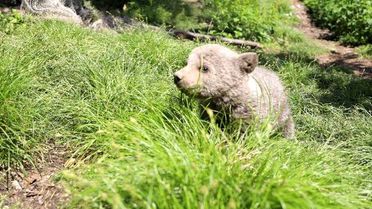 Yogi' Korumaya Alındı