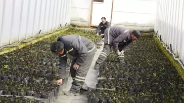 Meram Belediyesi Kendi Fidanını Üreterek 700 Bin TL Tasarruf Sağlıyor