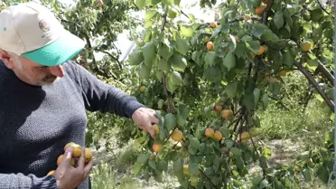 Mut'ta Hasat Günü Etkinliği