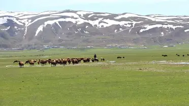 Besiciler Yaylalarda Karın Kalkmasını Bekliyor