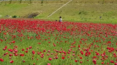 Gaziantep'te Gelinciklerden Görsel Şölen
