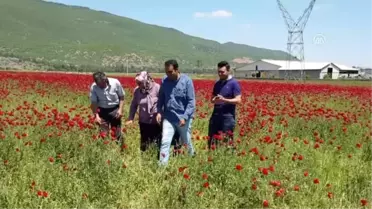 Gaziantep'te Gelinciklerin Görsel Şöleni