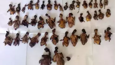 Kuş Katliamına 27 Bin Lira Ceza