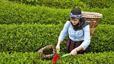 Yaş çayda fiyat 16 Mayıs’ta