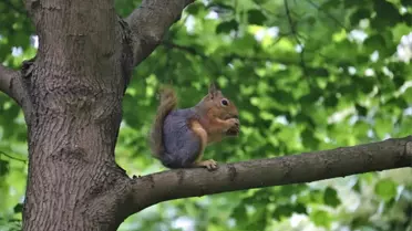 İstanbul'un Sevimli Sincapları Renkli Görüntüler Oluşturdu