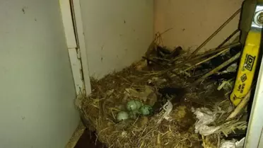 Karganın Yavruları İçin Yaptığı Yuva Seçimi Şaşırttı