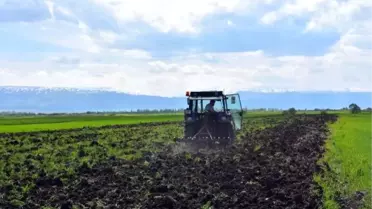 Muşlu Çiftçiler, Şeker Pancarı Ekimi İçin Tarlada