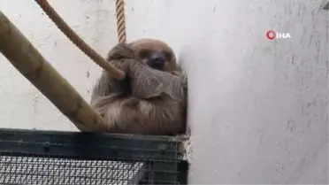 Türkiye'de Dünyaya Gelen İlk Tembel Hayvan Manyana 1 Yaşına Girdi