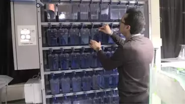 Zebra Balığıyla Nanoteknolojinin Etkileri Araştırılacak