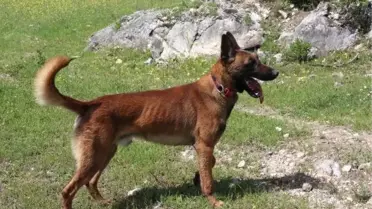 Eylül'ü Bulan Kadavra Köpeği 'Abrek', Ecrin'i de Arıyor