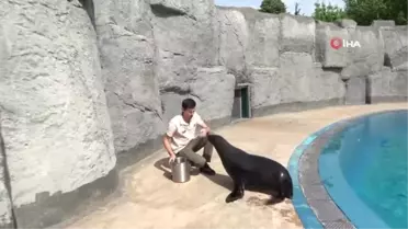 Fok ile Bakıcısının Dostluğu Ziyaretçileri Hayran Bırakıyor